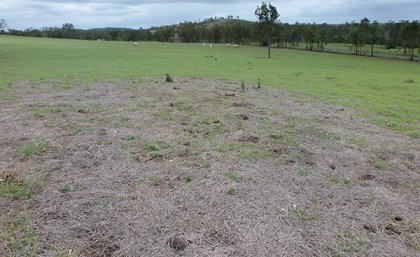 A paddock showing a large tract of pasture dieback.